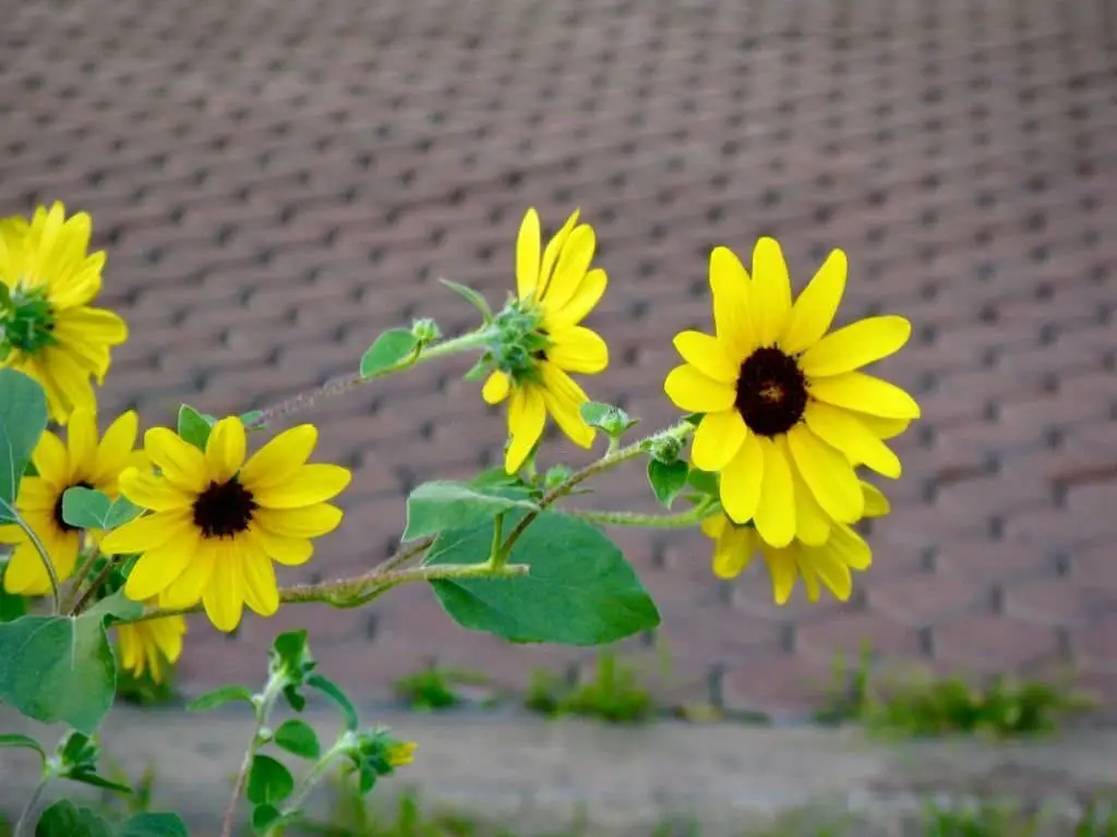 Japanese sunflower (Tithonia diversifolia).