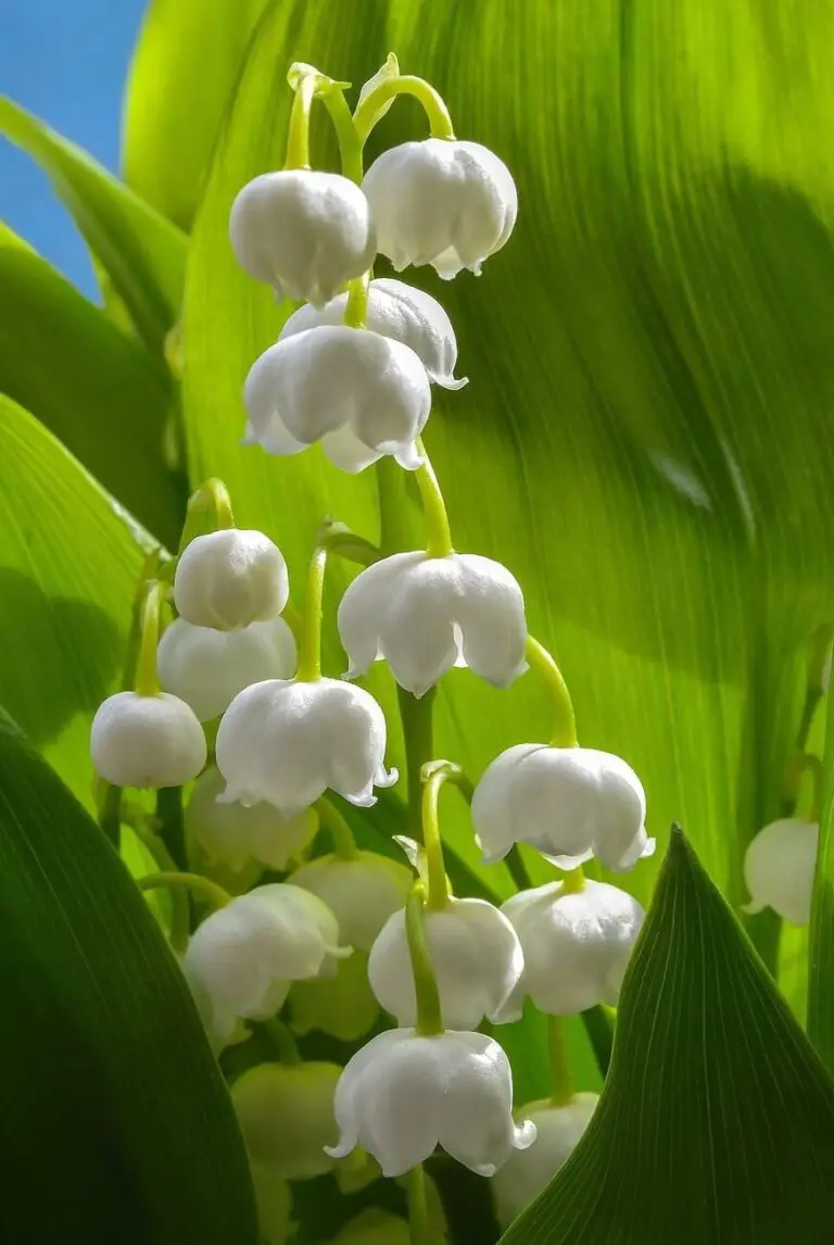 Lily Of The Valley (Convallaria Majalis): Meaning, Symbolism, Poisonous, Care Guide