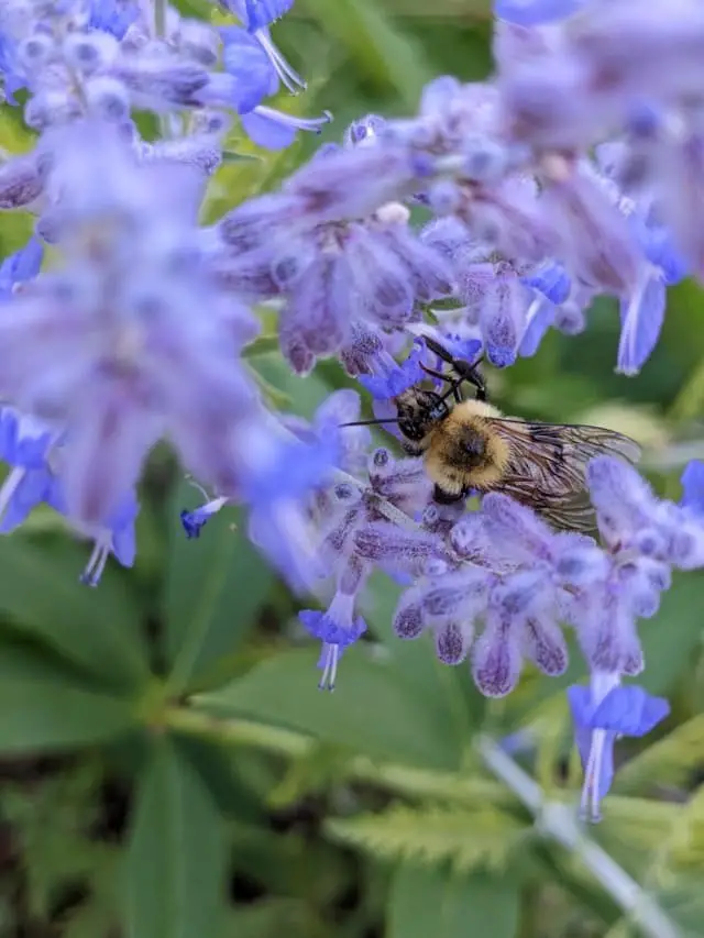 Russian Sage