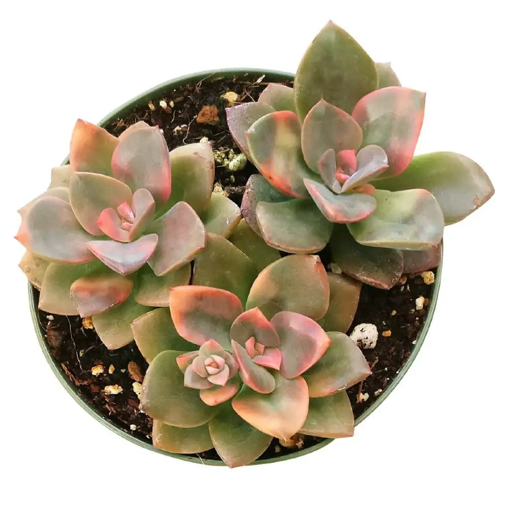 Echeveria ‘Chroma’.