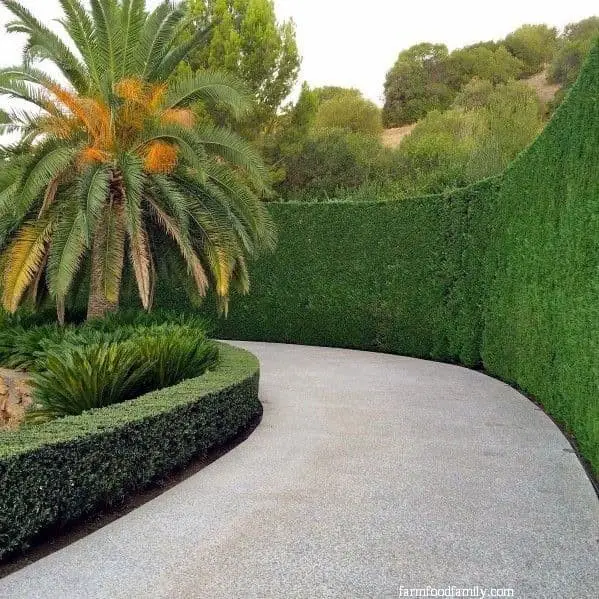 Palm and tall fence hedges