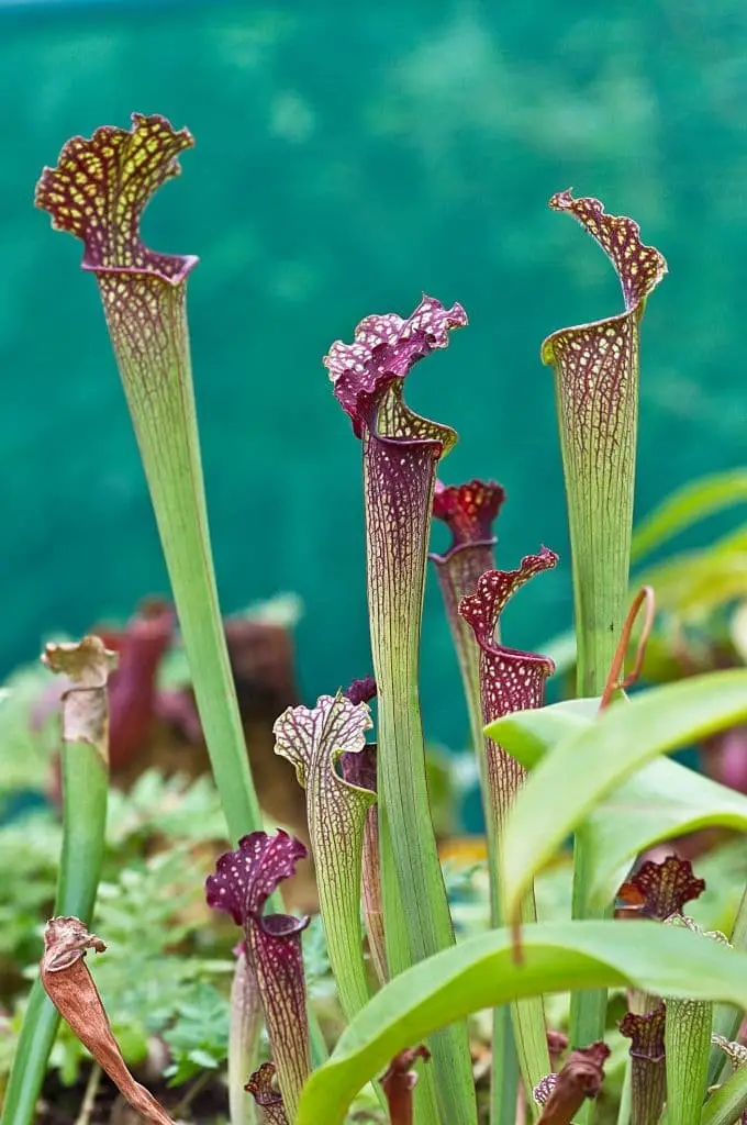 Pitcher plants