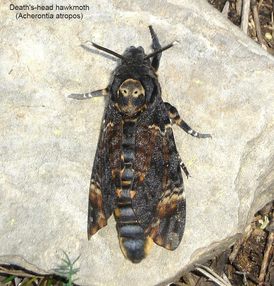 Death’s-head hawkmoth (Acherontia atropos)