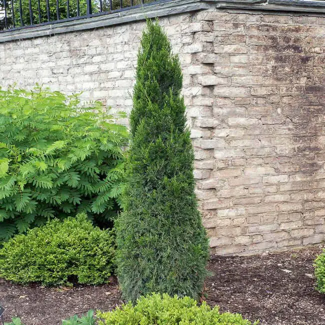 Spartan Juniper (Juniperus chinensis ‘Spartan’)