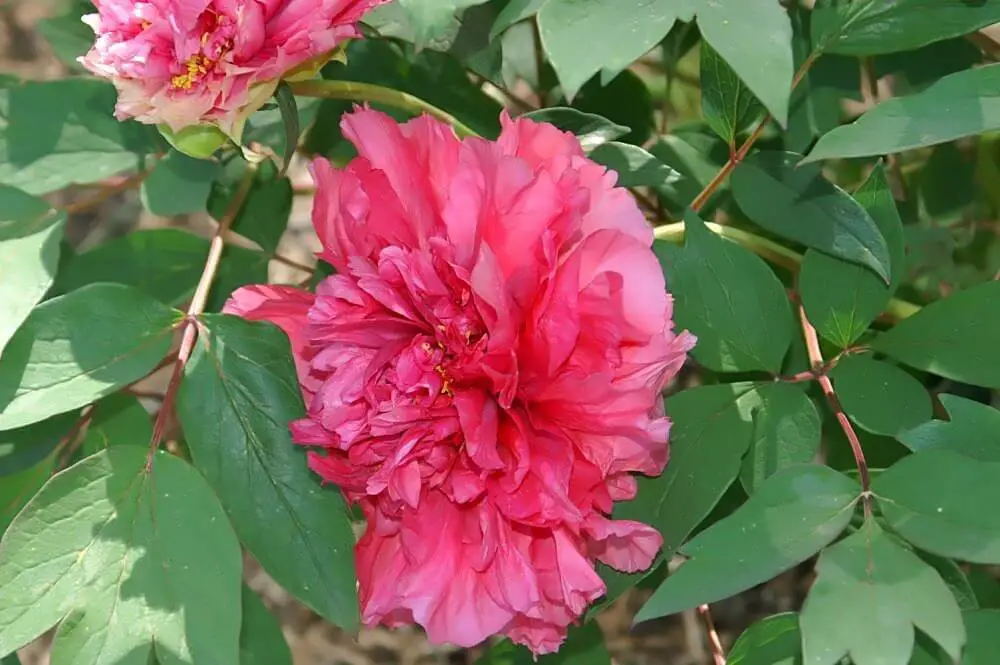 Tree Peony ‘Reine Elizabeth’