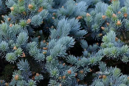 Dwarf Blue Spruce (Picea pungens ‘Globosa’)