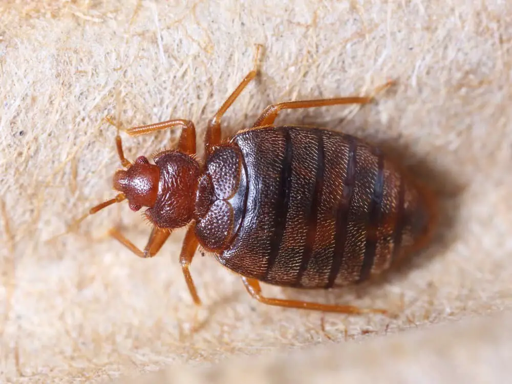 Tropical bedbug (Cimex hemipterus)