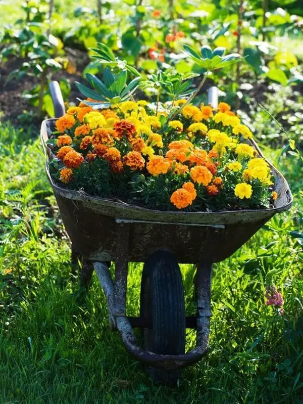 30+ Creative Diy Wheelbarrow Garden Projects