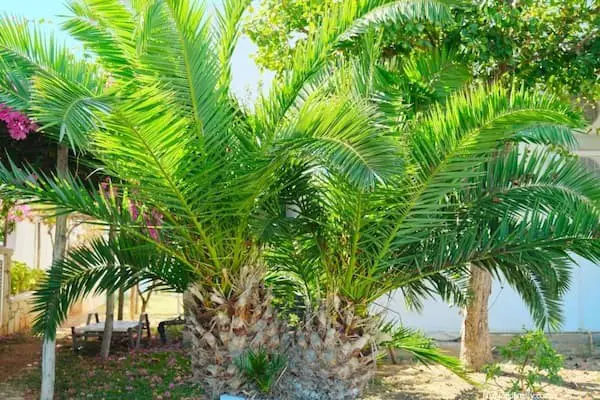 Canary Island Date Palm (Phoenix Canariensis)