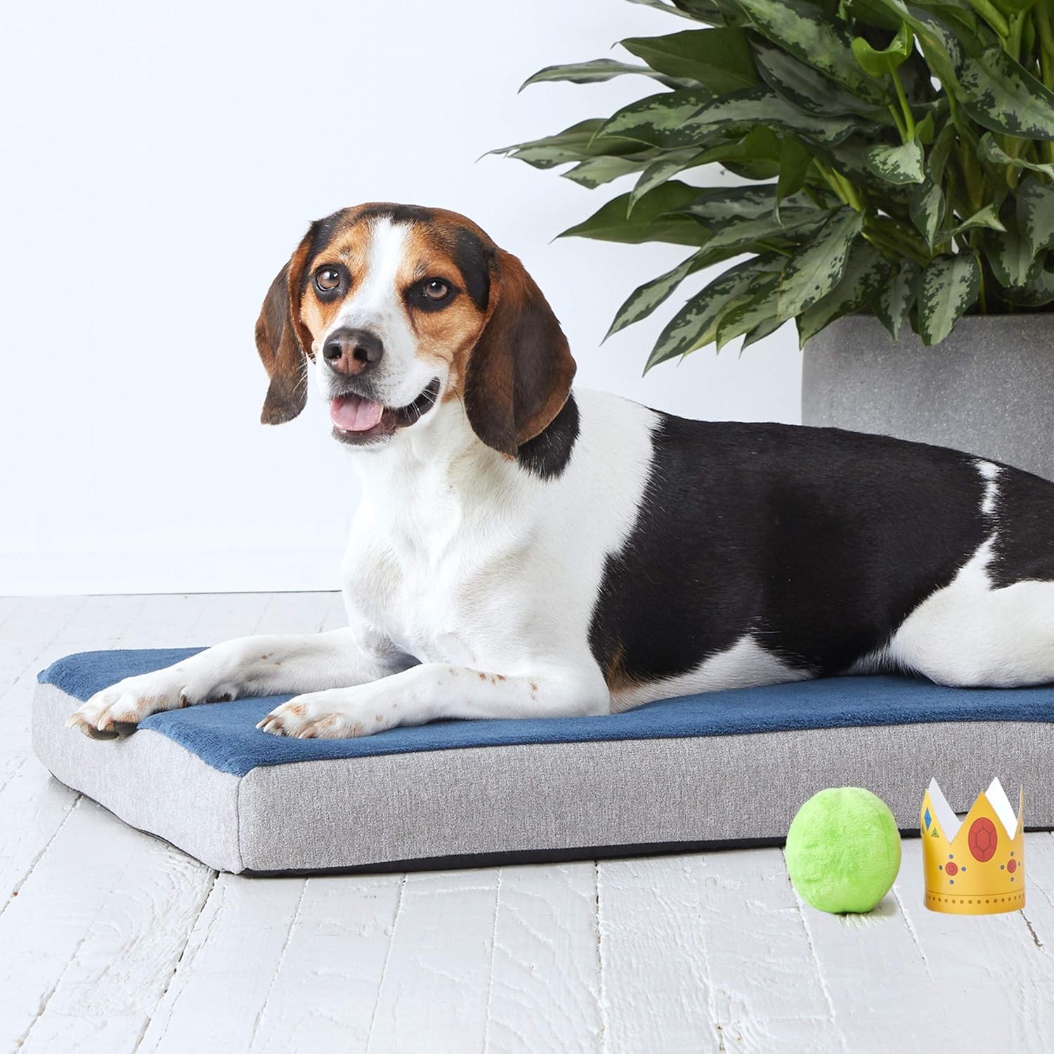 Give Them A Good Night’s Rest With A Memory Foam Dog Bed