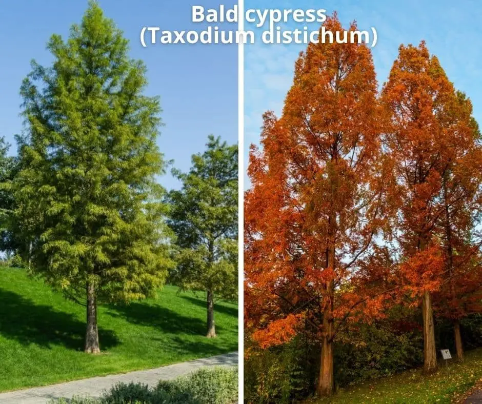 Bald cypress (Taxodium distichum)