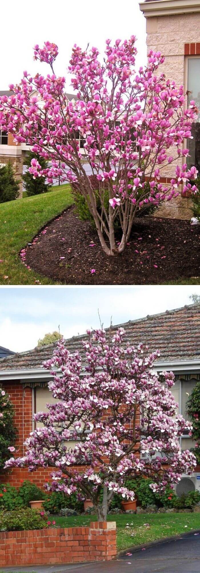 Saucer Magnolia