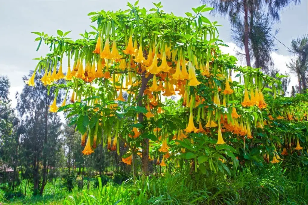 Angel’s trumpet