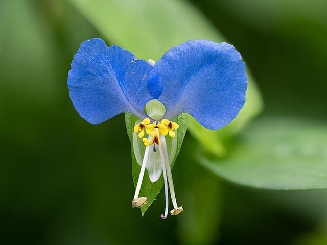 13 Weeds With Blue Flowers: Identification And Control Methods