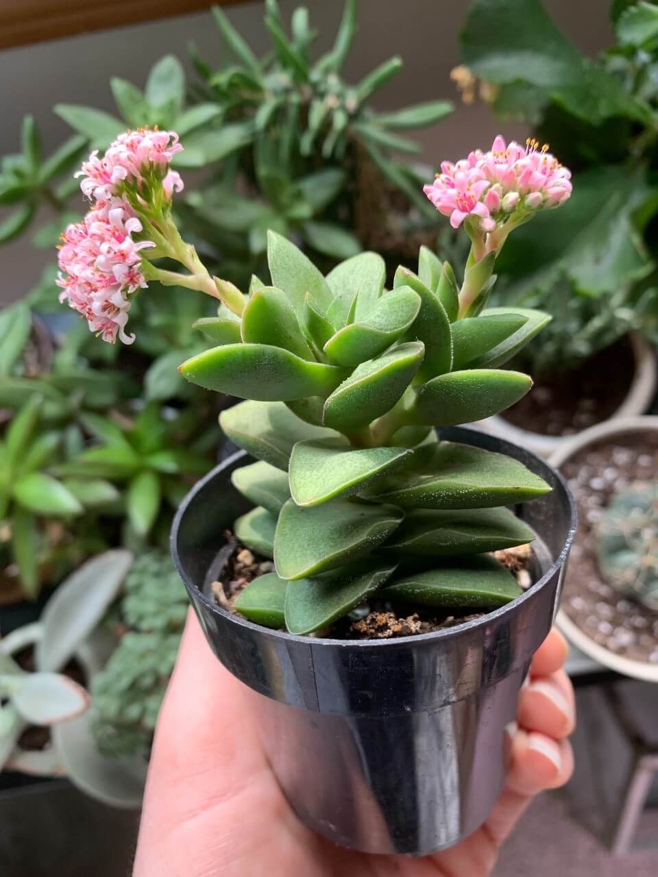 Crassula ‘Springtime’