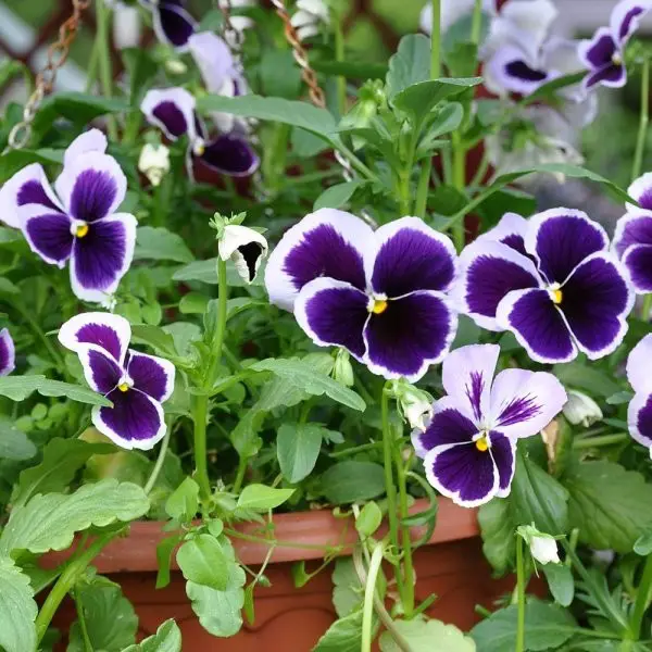 #3. Violas and pansies
