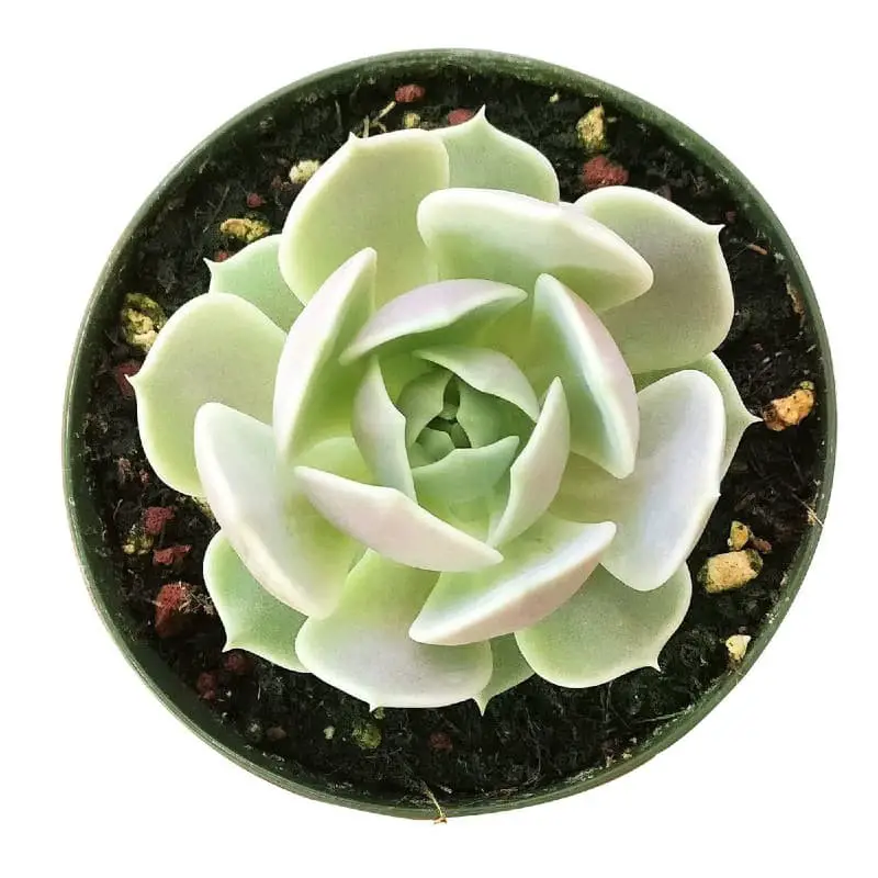 Echeveria ‘Lola’.