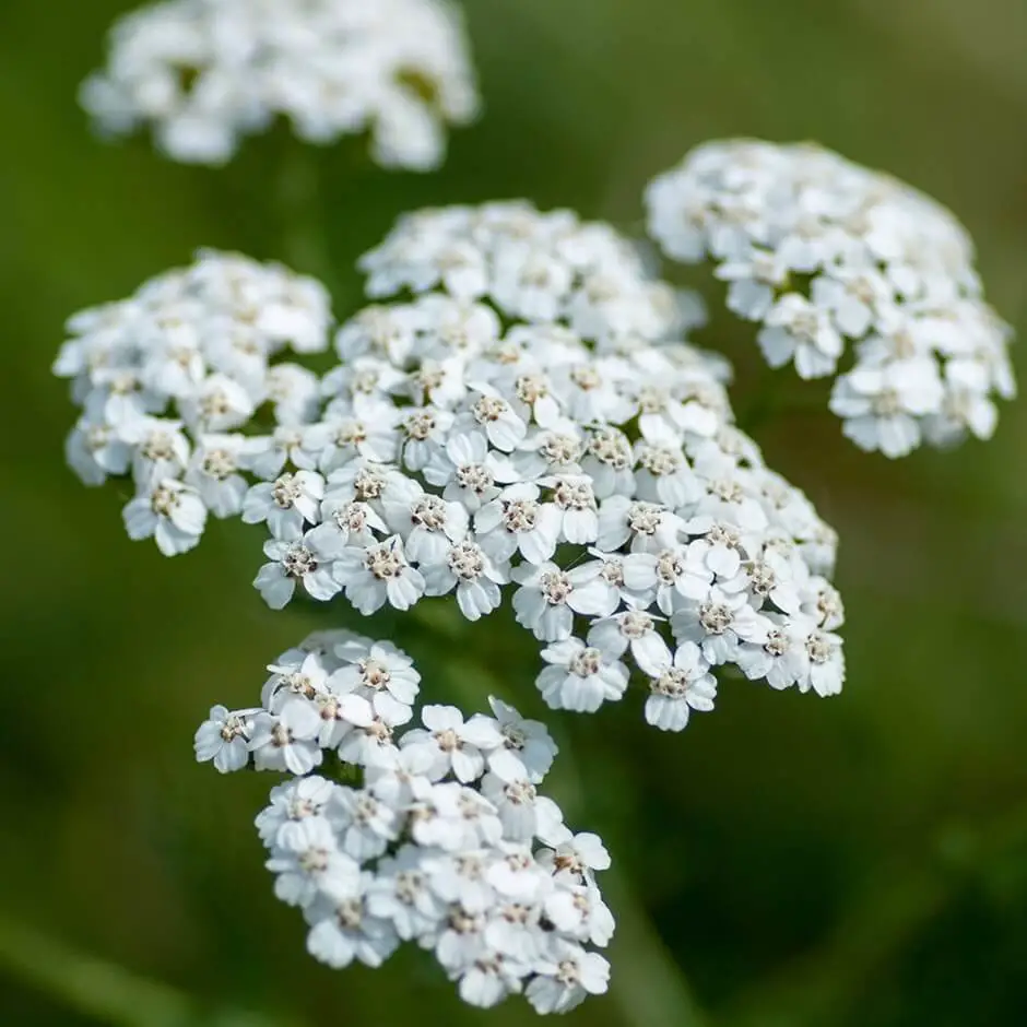 #4. Yarrow Achillea millefolium