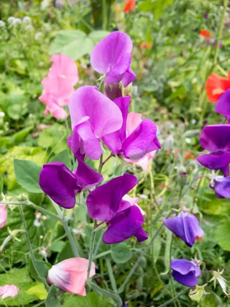 Sweet Pea (Lathyrus odoratus).