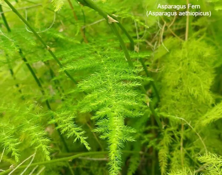 Asparagus Fern (Asparagus aethiopicus):