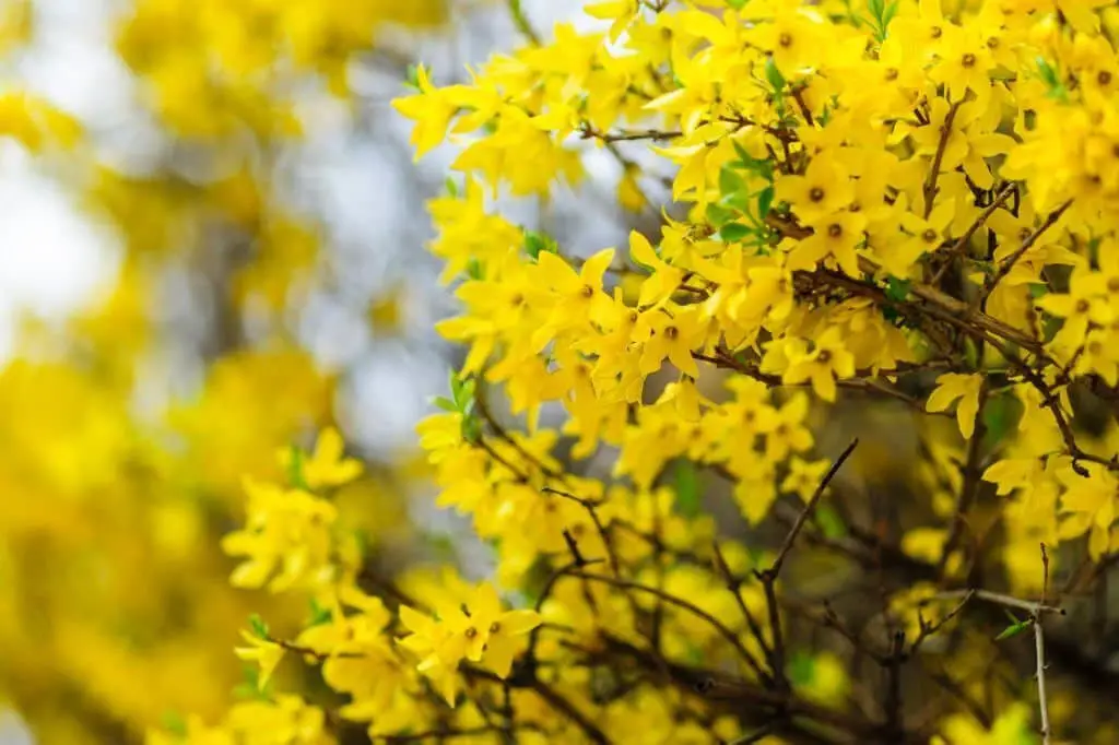 Forsythia (Forsythia x intermedia).