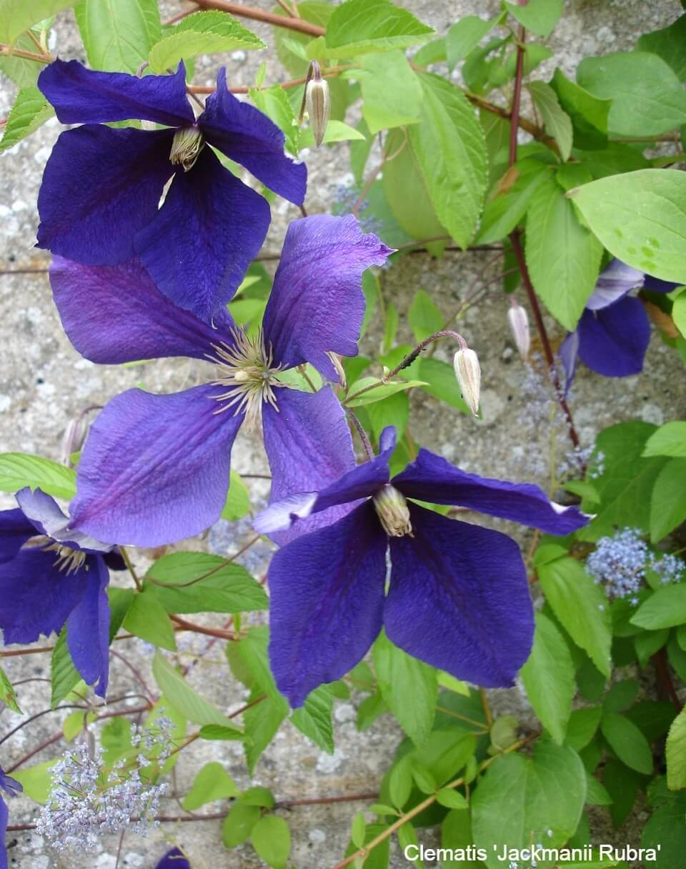 Autumn Flowering Clematis