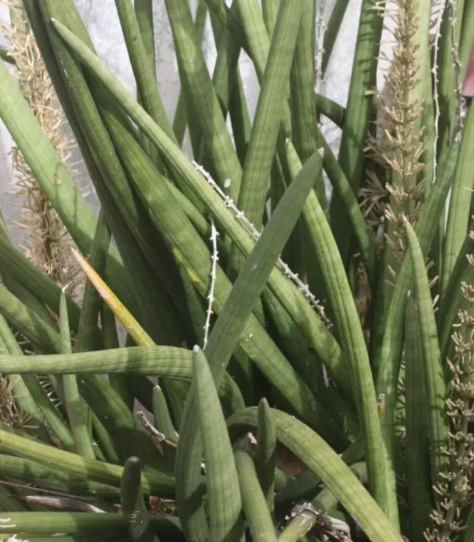 Barbados Aloe (Aloe barbadensis)