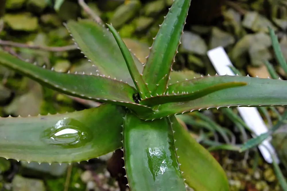 Malagasy Tree Aloe (Aloe Vaombe)