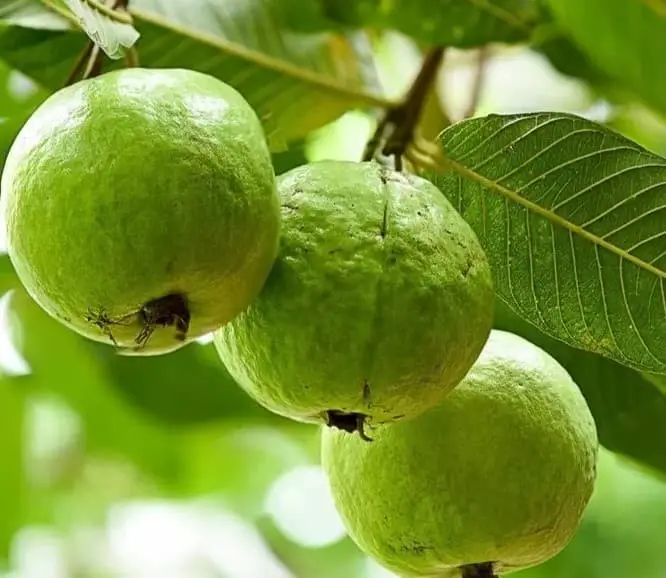 27 Types Of Guava Trees: History, Varieties, And More (Identification Guide)