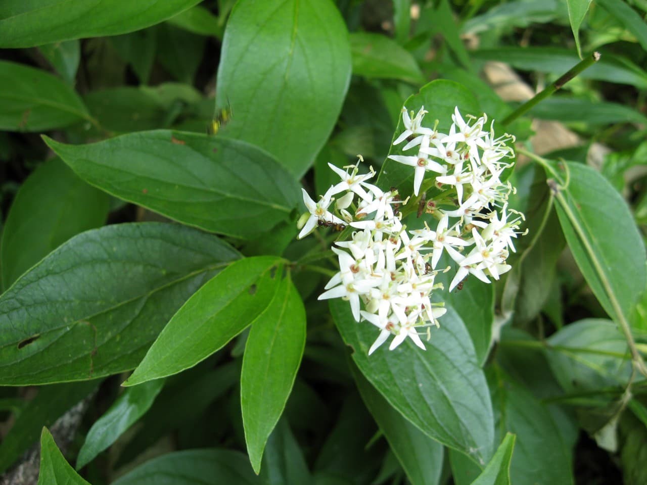 Stiff dogwood (Cornus foemina)