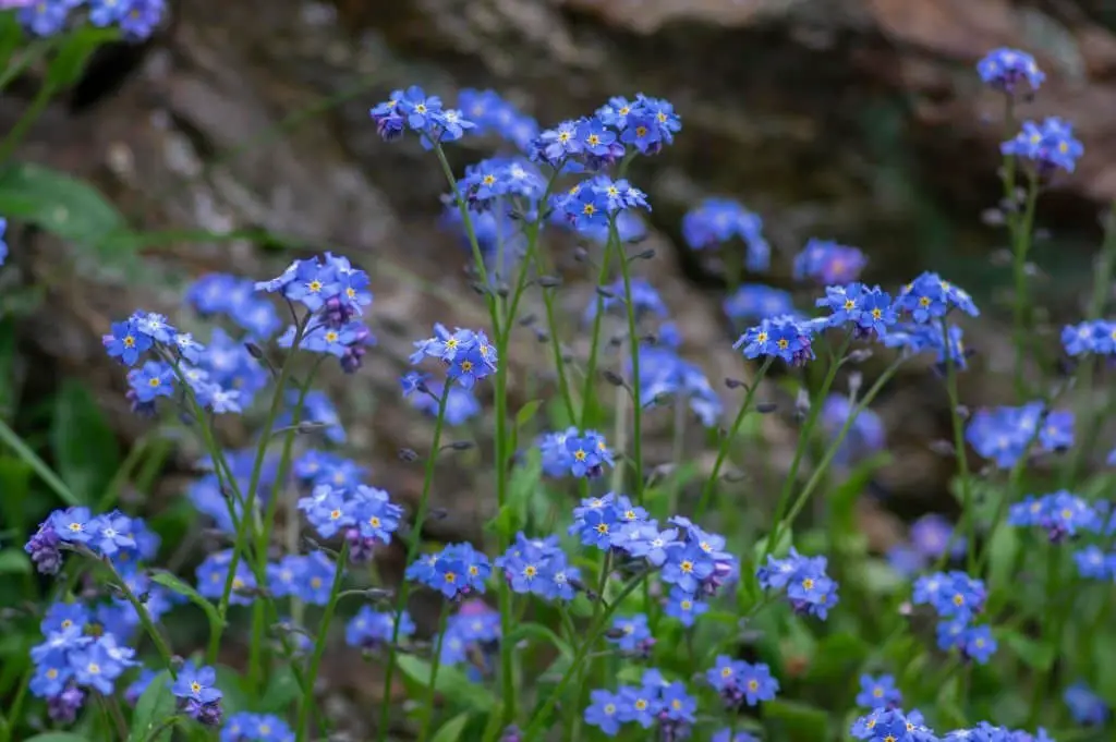 Forget-Me-Nots (Myosotis sylvatica).