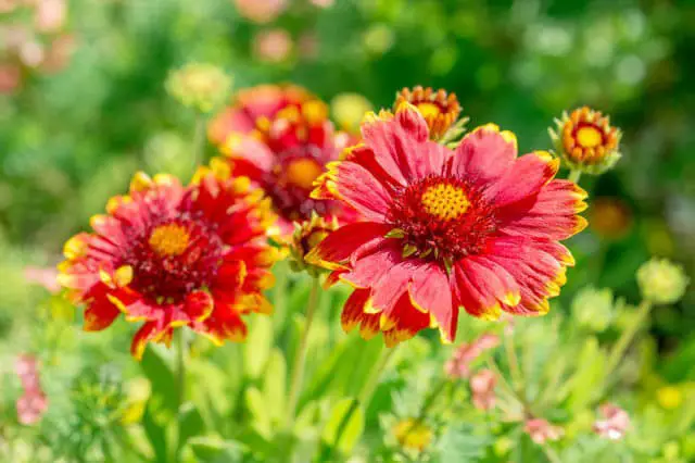 #6. Indian blanket flower (Gaillardia)