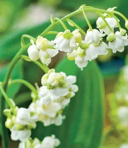 Convallaria majalis ‘Prolificans’ (Double lily of the valley)