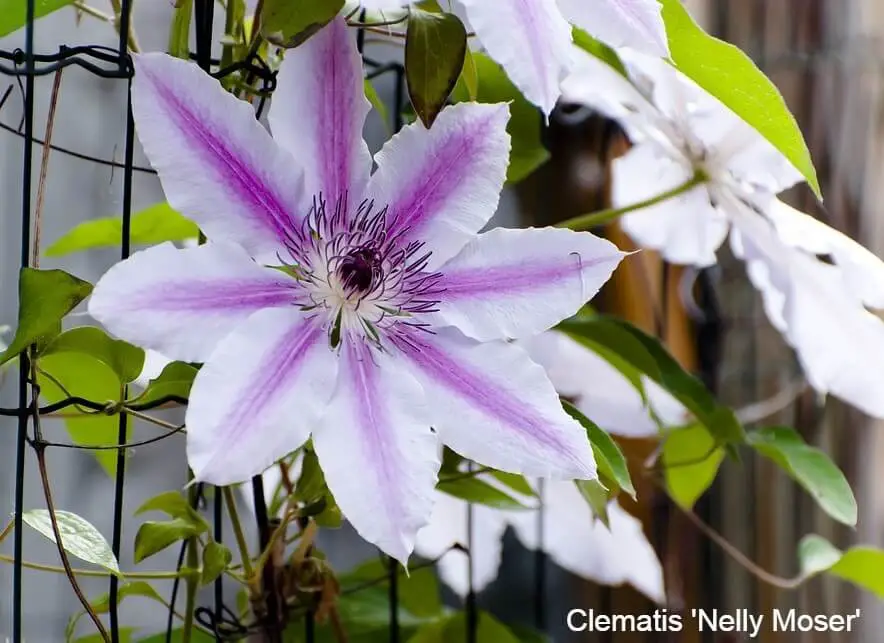 Early Summer Flowering Clematis