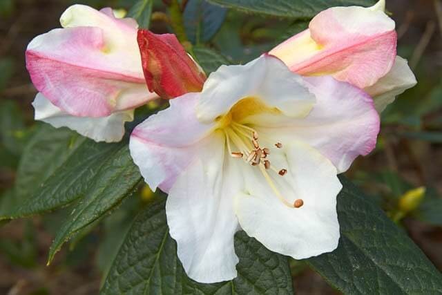 Else Frye Azalea (Rhododendron ‘Else Frye’)