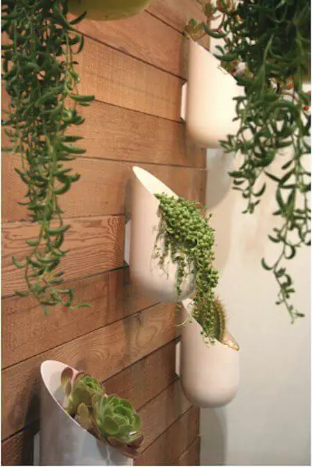 Succulent in Wall Planters