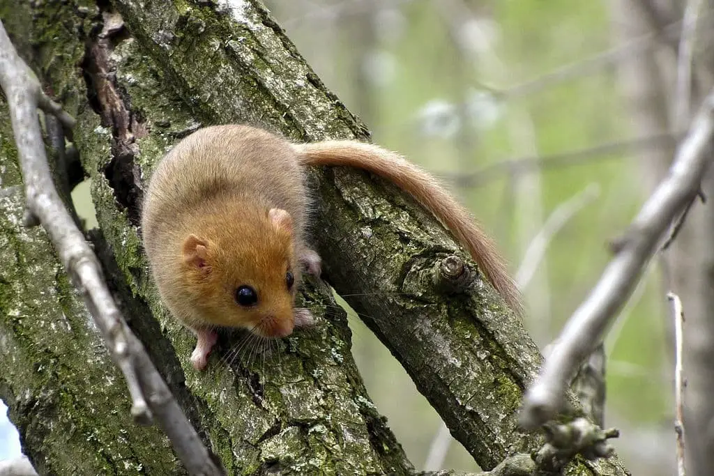 Dormouse