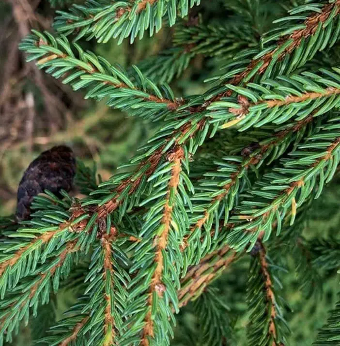 Black Spruce (Picea mariana)