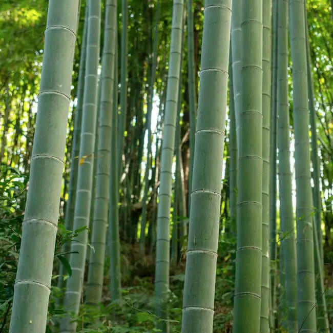 Edible Bamboo Plant (Dendrocalamus strictus)