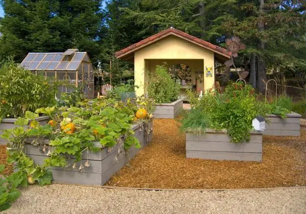 Lettuce in raised beds with hoops