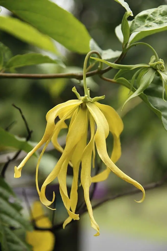 Ylang Ylang Tree (Cananga odorata).