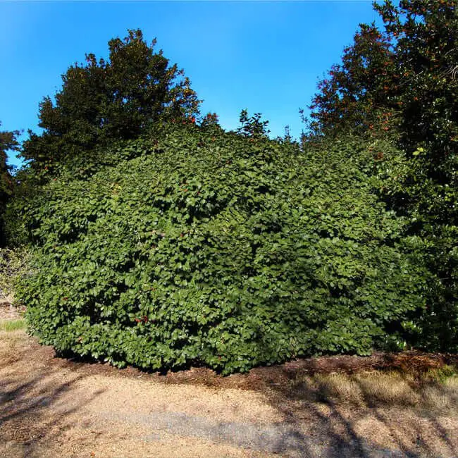 American Holly (Ilex opaca)