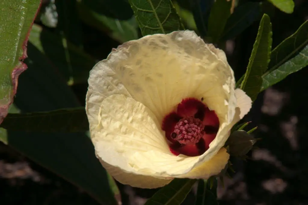 Hibiscus heterophyllus (native rosella or toilet paper bush)