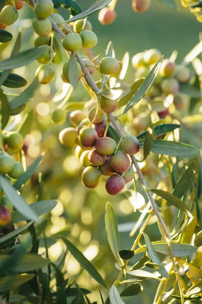 Arbequina Olive Tree (Olea europaea ‘Arbequina’).