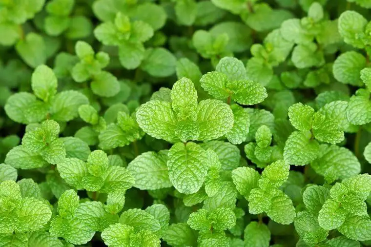 Peppermint, Mentha x piperita