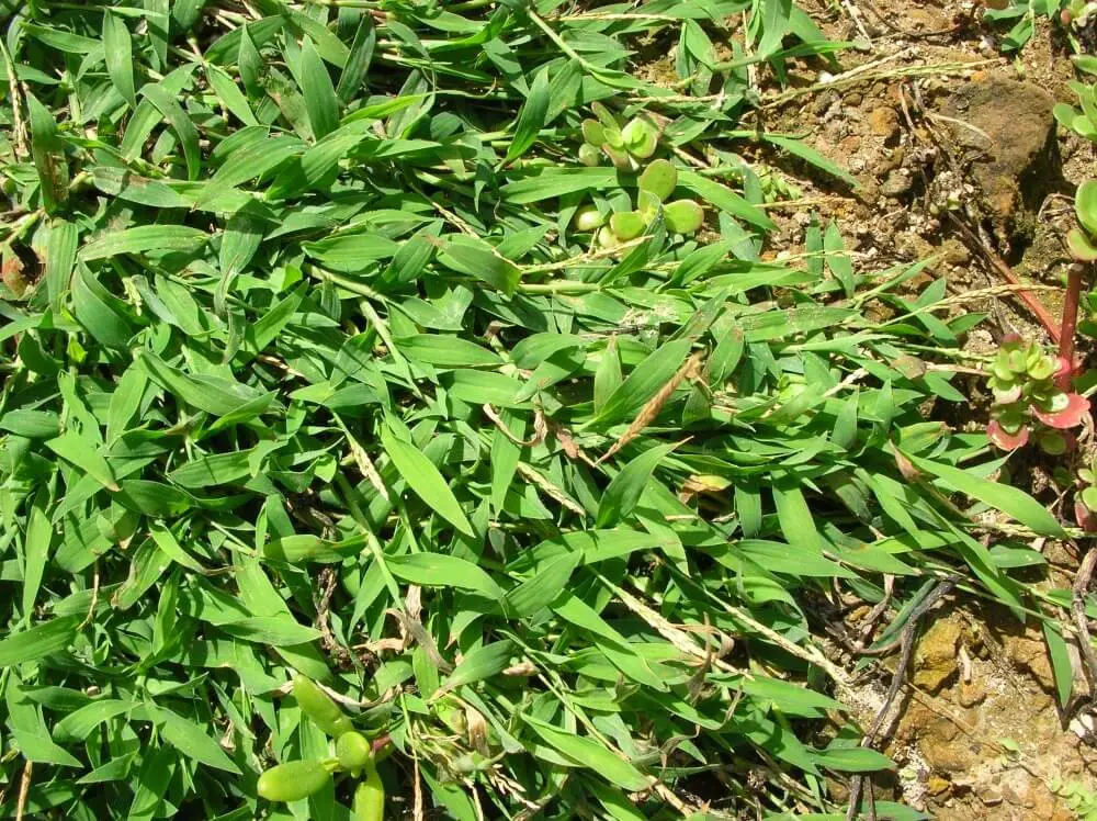 Southern crabgrass (Digitaria ciliaris)