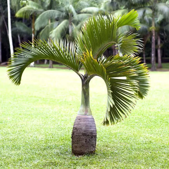 Bottle Palm (Hyophorbe lagenicaulis).