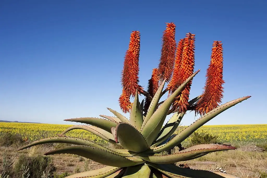 Cape Aloe (Aloe Ferox)