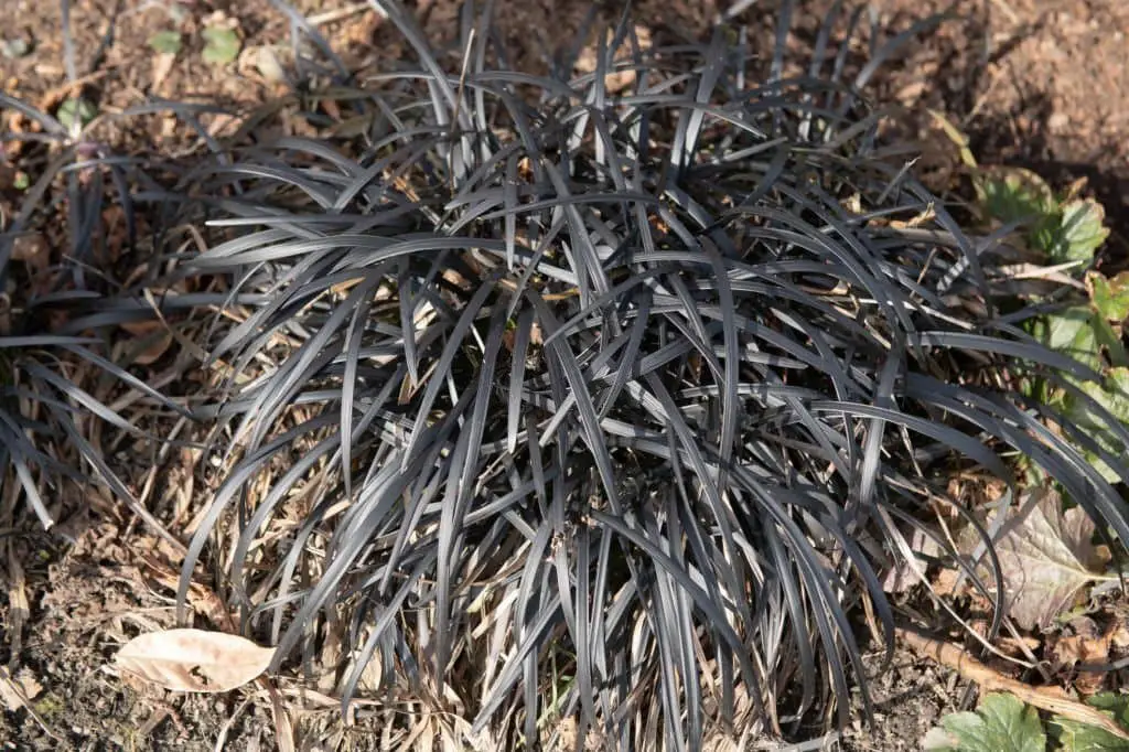 Black Mondo Grass (Ophiopogon planiscapus).