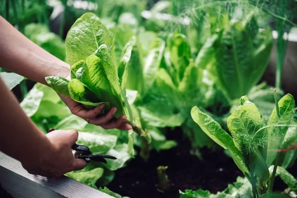 Leafy Greens